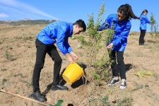 Tree planting campaign held in Azerbaijan's Shamakhi following Heydar Aliyev Foundation's initiative (PHOTO/VIDEO)