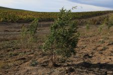 Tree planting campaign held in Azerbaijan's Shamakhi following Heydar Aliyev Foundation's initiative (PHOTO/VIDEO)