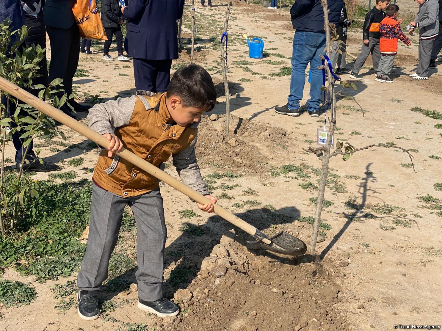 В День Победы в селе Агалы Зангиланского района посадили фруктовые деревья (ФОТО)