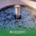 В Хачынчайское водохранилище выпущено 200 тыс. мальков карпообразных (ФОТО)