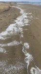 Dəniz sahilində çoxlu sayda plastik hissəcik aşkarlanıb (FOTO)