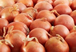 Iran boosts onion exports