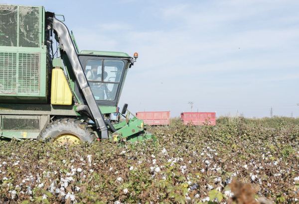 Kazakhstan discloses volume of cotton harvest planned for 2023