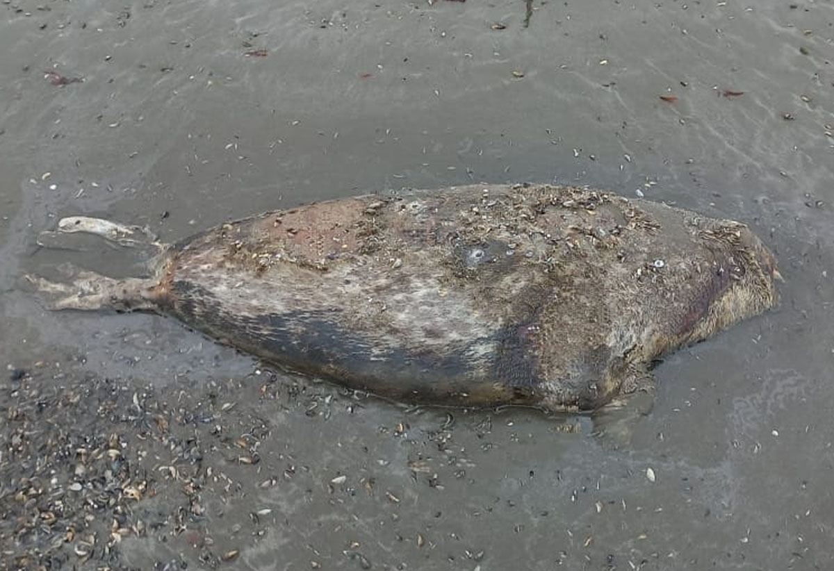 В азербайджанском секторе Каспия обнаружены туши еще 4 тюленей (ФОТО)
