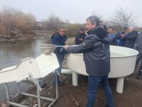 Fish fry released in Basitchay and Hakari rivers in Azerbaijan’s Zangilan (PHOTO)