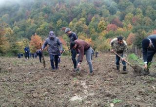 Tree-planting activity on Azerbaijani forest land continues (PHOTO)