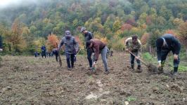 Tree-planting activity on Azerbaijani forest land continues (PHOTO)