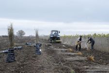 Azerbaijan discloses production volume of mulberry seedlings (PHOTO)
