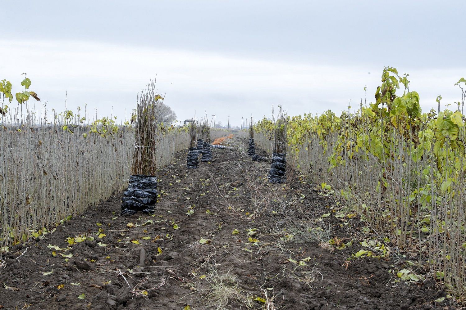 Azerbaijan discloses production volume of mulberry seedlings (PHOTO)