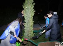 При участии вице-президента Фонда Гейдара Алиева Лейлы Алиевой проводится регистрация и нумерация деревьев в Баку (ФОТО)