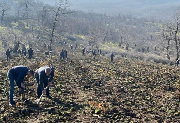Bayram günlərində meşə fondu torpaqlarında 25 000 ağac əkilib