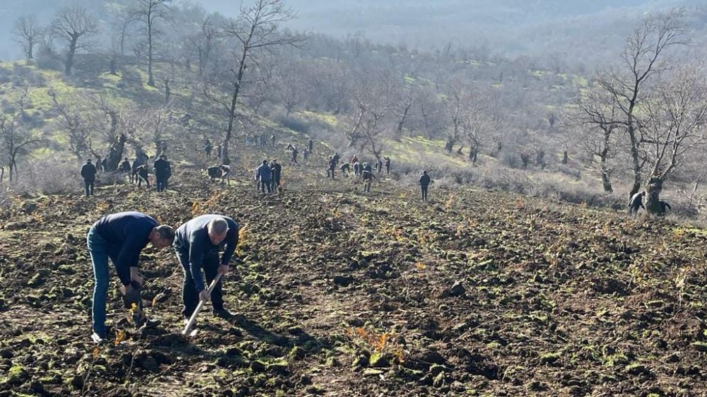 Bayram günlərində meşə fondu torpaqlarında 25 000 ağac əkilib