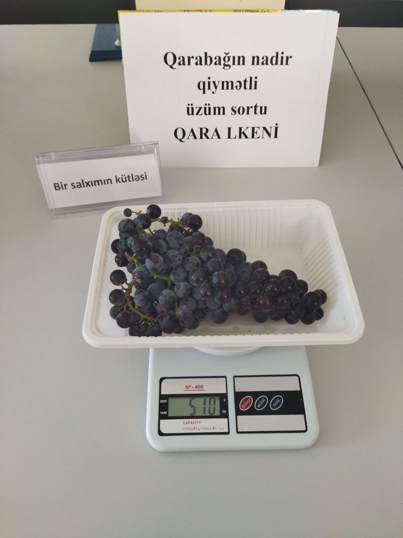 Возрождение виноградарства и виноделия Карабаха - вновь разводятся карабахские сорта (ФОТО)