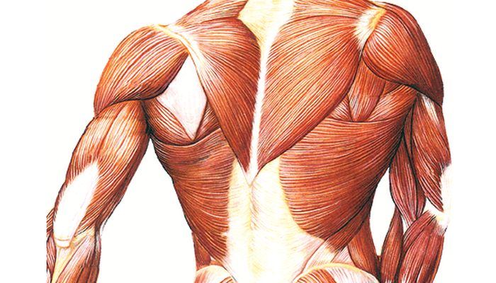 Биологи нашли вещество для роста мышечной силы и ускоренного восстановления мышц