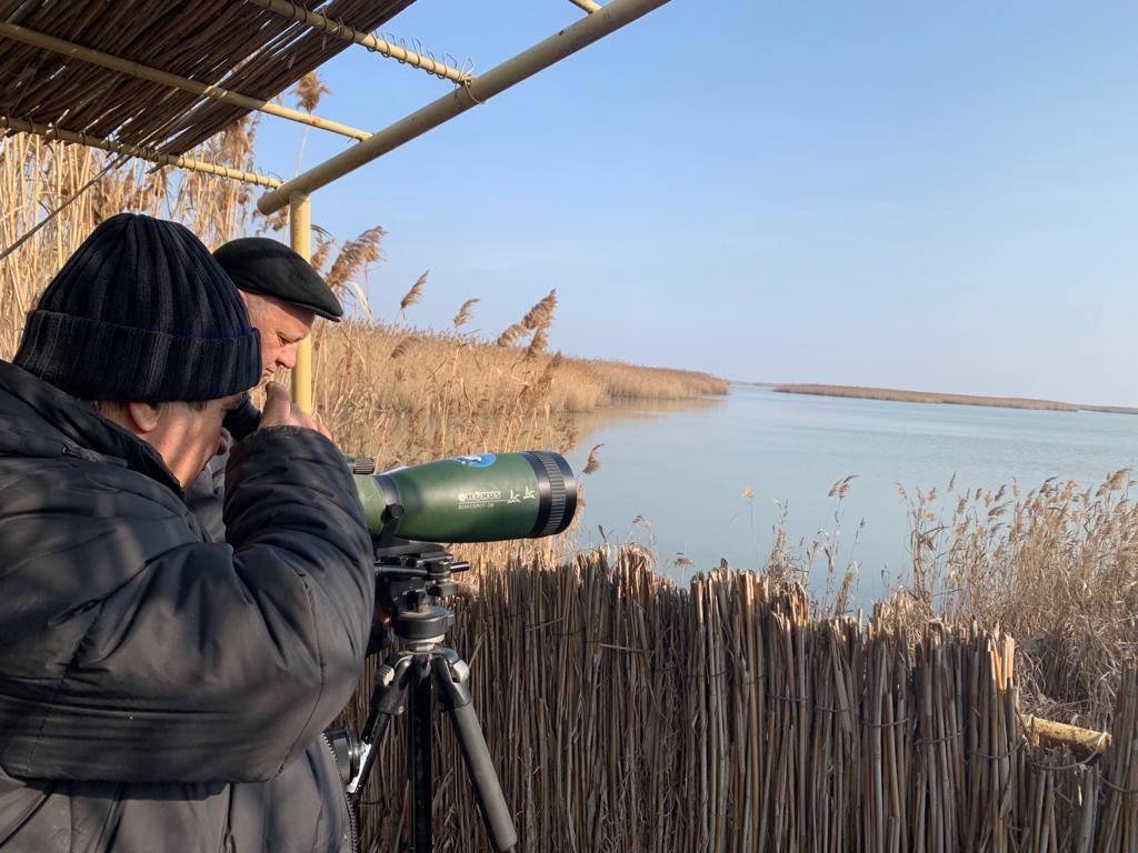 В прошлом году в Азербайджане зимовало свыше 800 тысяч птиц (ФОТО)