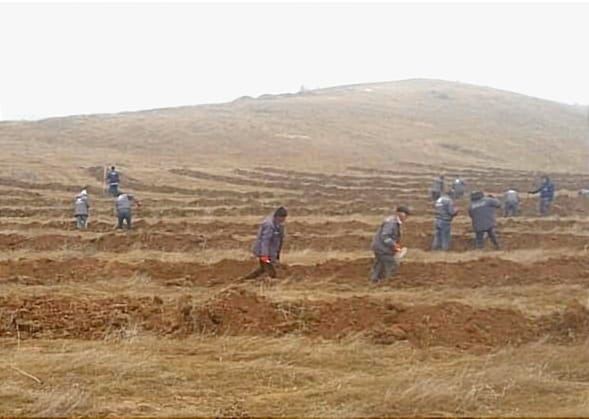 Azerbaijan talks ongoing tree planting activities in Jabrayil (PHOTO)