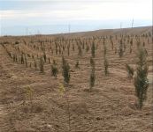 В Джебраильском районе продолжаются мероприятия по посадке деревьев (ФОТО)