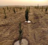 В Джебраиле посажено более 63 тысяч деревьев (ФОТО)
