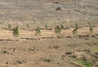 Представители ООН посадили деревья в Агдаме по случаю 100-летия великого лидера Гейдара Алиева