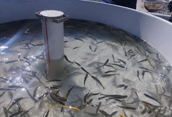 В водоемы на освобожденных территориях Азербайджана выпущено около полумиллиона рыб