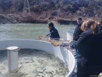 Həkəri çayına qızılxallı forel balıqları buraxılıb (FOTO)