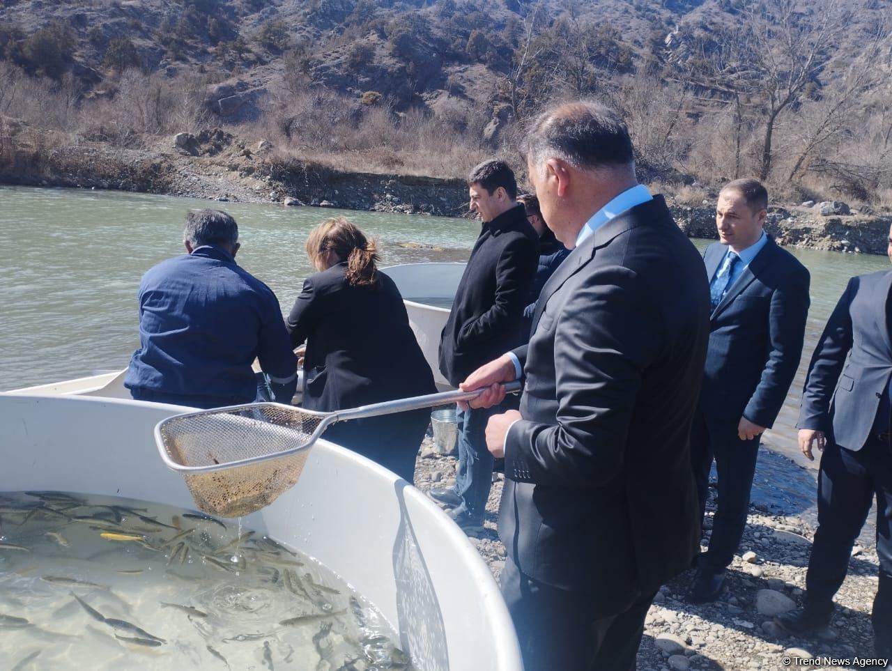Brook trouts released into Hakari river in Azerbaijan's Lachin district (PHOTO)