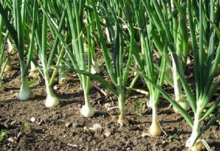 Harvesting of early onions begins in Tajikistan's Khatlon region