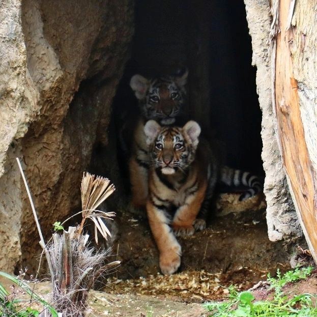 В Бакинском зоопарке родились тигрята (ФОТО)