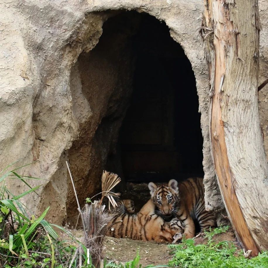 Bakı Zooloji Parkında pələng balaları dünyaya gəlib (FOTO)