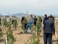 Azerbaijan's Aghdam marks 100th anniversary of Heydar Aliyev with tree-planting campaign (PHOTO)