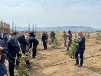 В Агдаме проведена акция по посадке деревьев, посвященная 100-летию Гейдара Алиева (ФОТО)