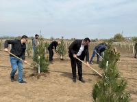 В Агдаме проведена акция по посадке деревьев, посвященная 100-летию Гейдара Алиева (ФОТО)