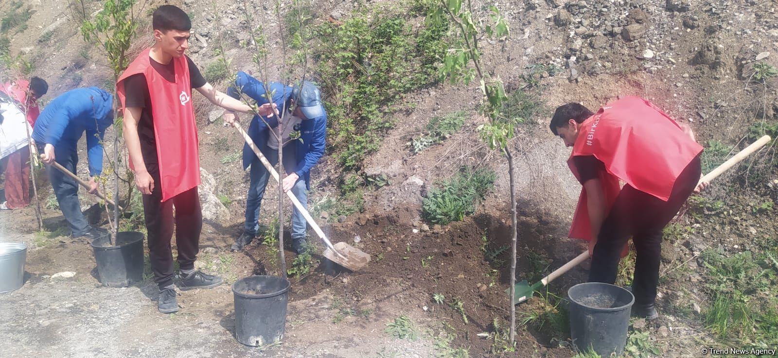 Экоактивисты посадили деревья на месте временно приостановленной акции на дороге Лачин-Ханкенди (ФОТО)