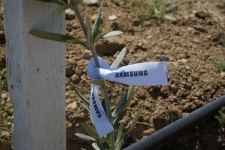 «На пути к устойчивому будущему» — Samsung Electronics провела кампанию по посадке деревьев (ФОТО)