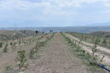 Azerbaijan restoring forest areas in liberated Zangilan (PHOTO)
