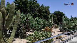Paytaxt sakinləri bulvarda kaktuslara zərər vurulmasına kəskin etiraz edir (VİDEOREPORTAJ)