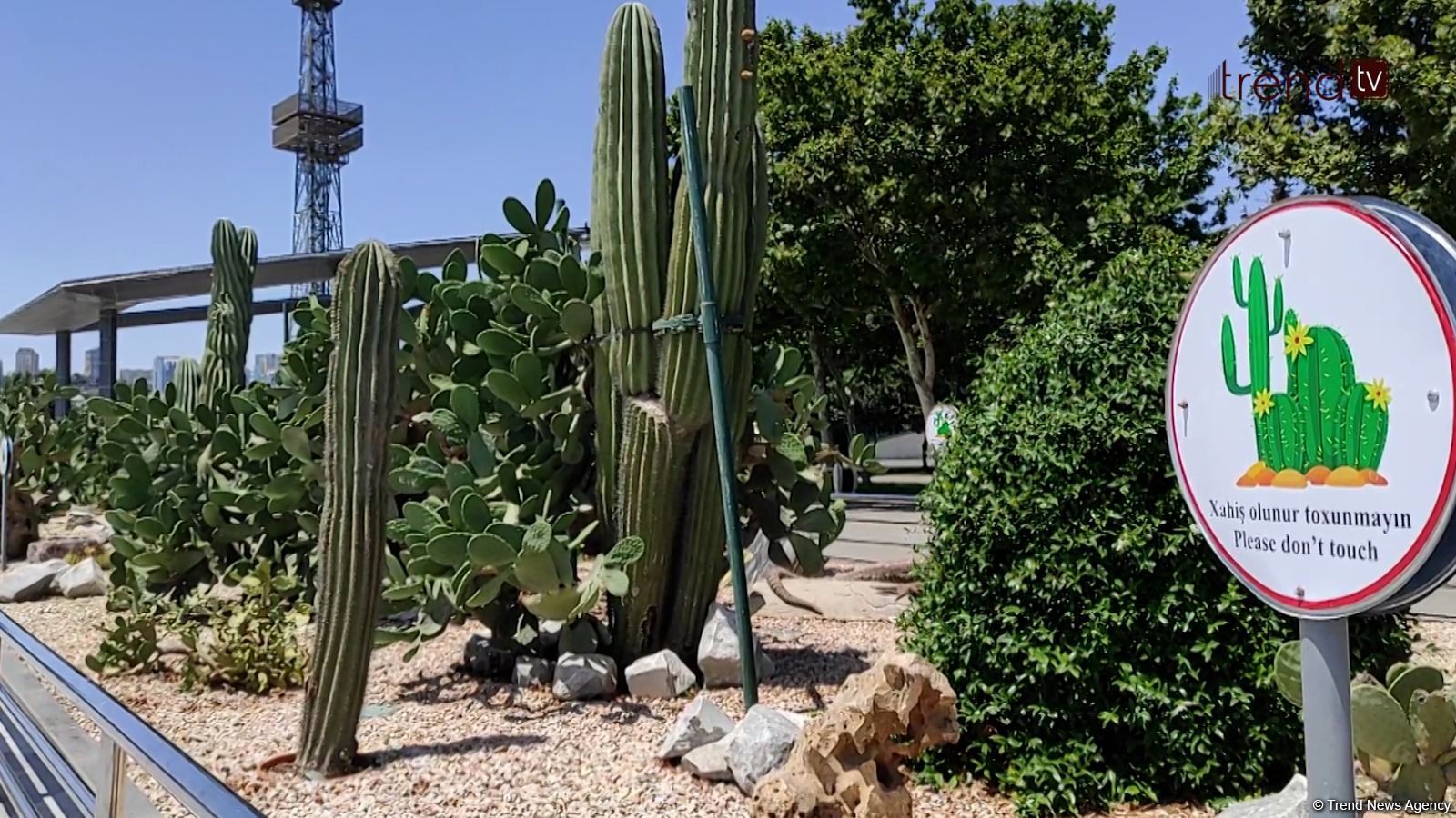 Paytaxt sakinləri bulvarda kaktuslara zərər vurulmasına kəskin etiraz edir (VİDEOREPORTAJ)