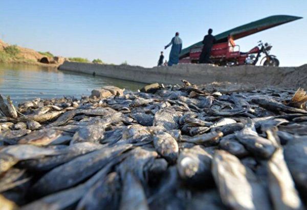 В Азербайджане с сентября снимаются ограничения на рыбную ловлю
