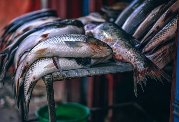 Tajikistan's fishery production on decline