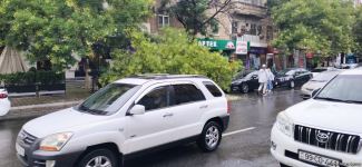 Bakıda ağac avtomobilin üzərinə aşıb (FOTO)