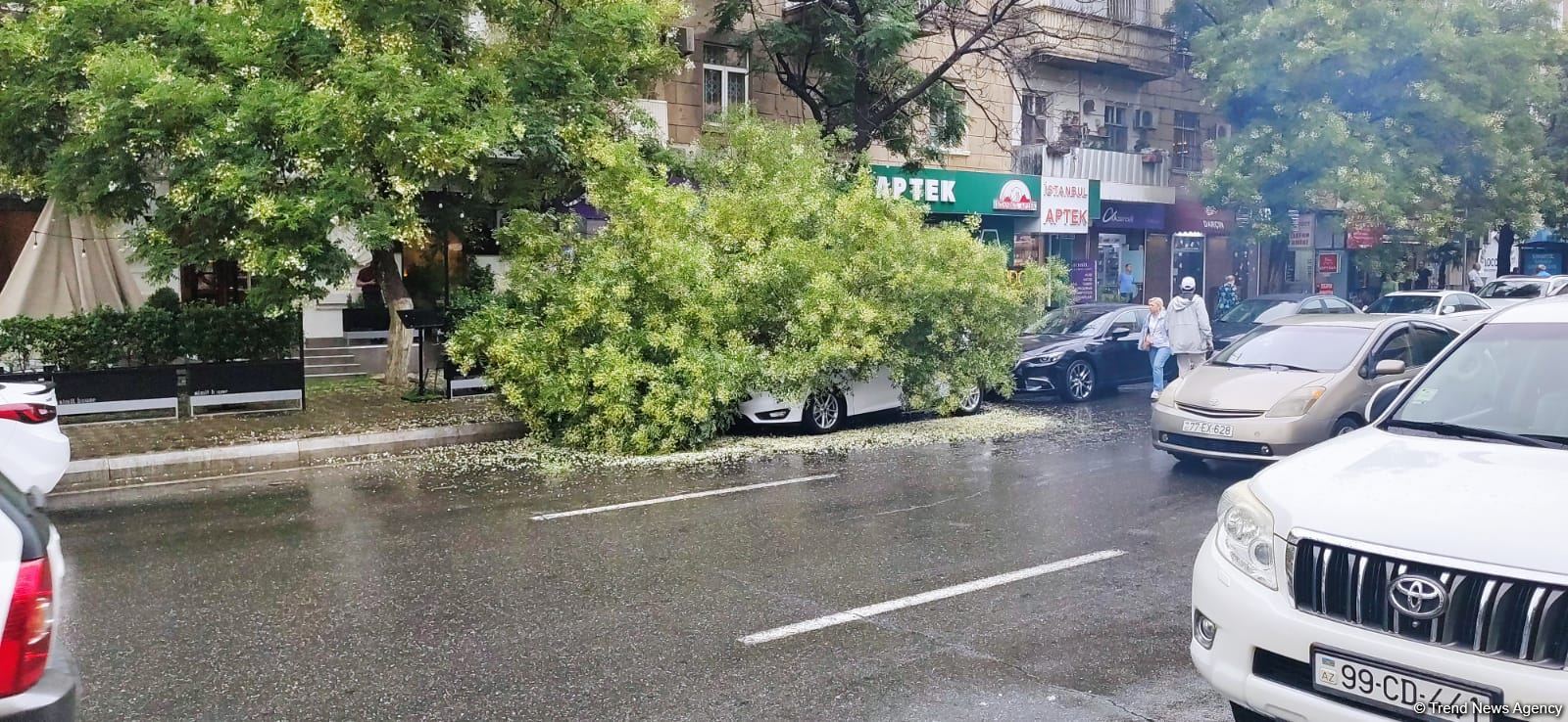 Bakıda ağac avtomobilin üzərinə aşıb (FOTO)