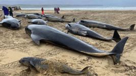 Şotlandiya tarixində ən böyük kütləvi balina ölümü (FOTO)