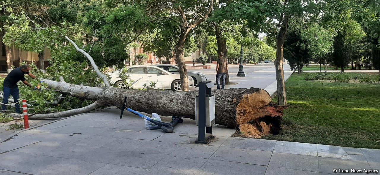 Paytaxtda güclü külək nəticəsində ağac aşıb (FOTO)