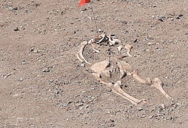 Found human remains attest to their grim murder - Azerbaijani Military Prosecutor's Office