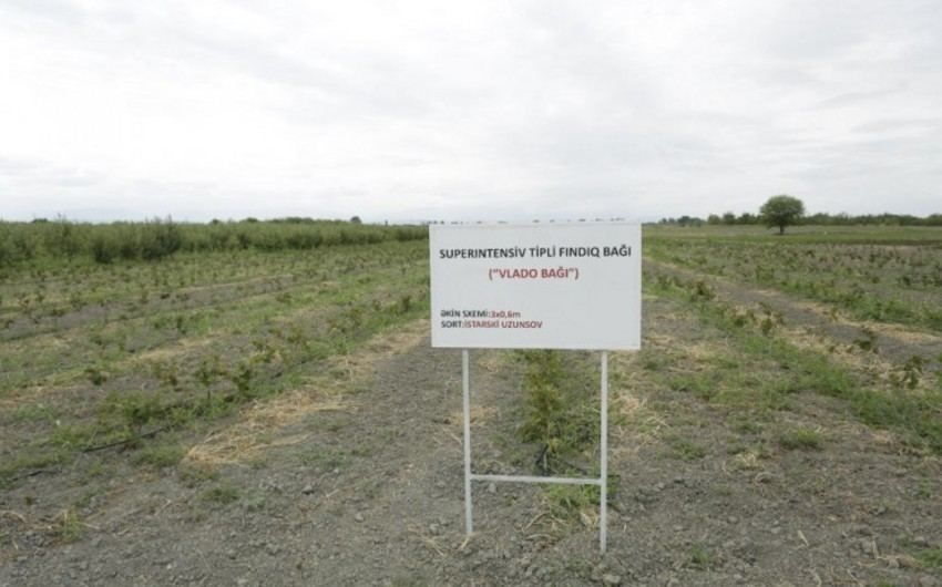 В Азербайджане ореховые сады будут создаваться по суперинтенсивной технологии