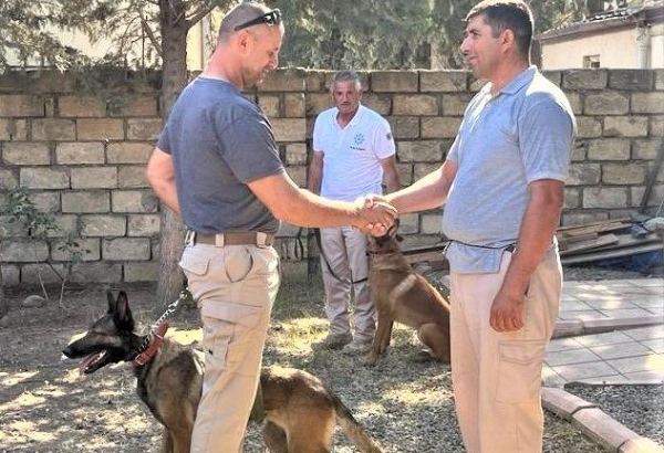 США передали Азербайджану еще пять собак-саперов (ФОТО)