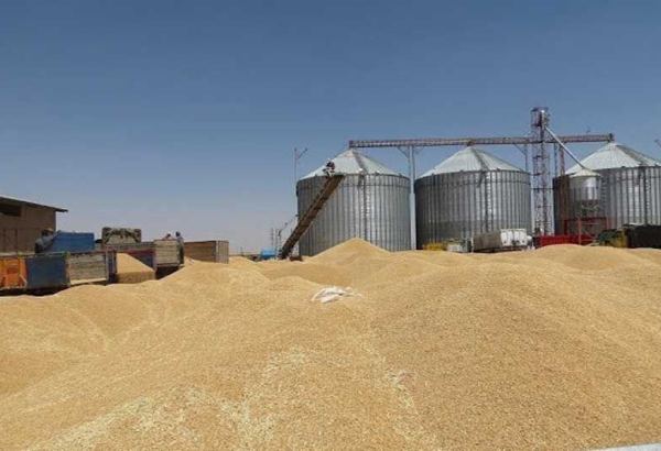 Amount of wheat purchased from farmers in Iran’s East Azerbaijan Province soars