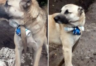 Armenian illegal gangs keep provoking with dogs - Azerbaijan's Representative to OSCE