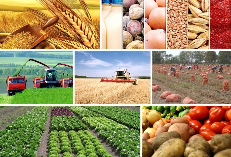 Объем сельскохозяйственной продукции Узбекистана вырос на 4,1%
