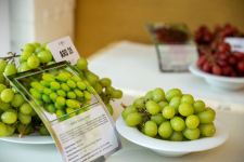 Azerbaijan hosts expo of global breeding company table grape varieties (PHOTO)